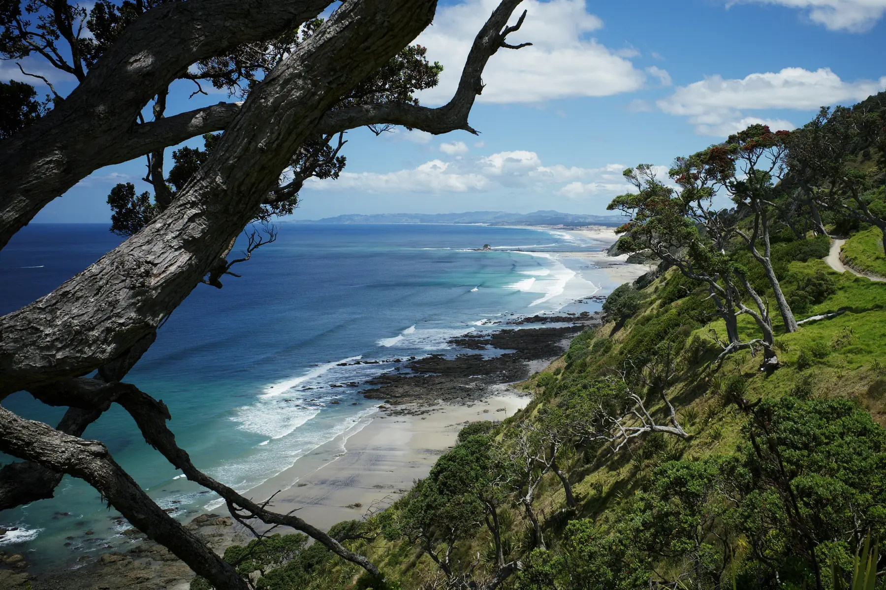 Looking down from a pōhutukawa-covered headland over a long white surf beach and clear blue water on the Northland coast.