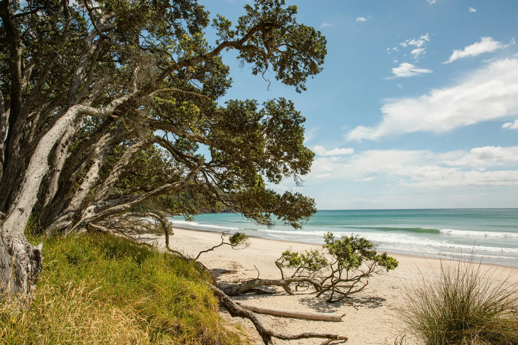 Old pōhutukawa leaning out low over white sand at the top of a beach, with turquoise water beyond.